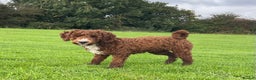 Miniature Poodle dogs for stud: Stunning Red & White Poodle for stud  in Driffield - Advert 2
