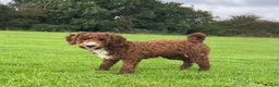 Miniature Poodle dogs for stud: Stunning Red & White Poodle for stud  in Driffield - Advert 2