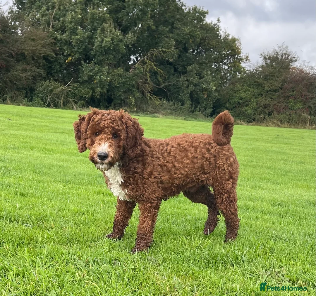 Miniature Poodle dogs for stud: Stunning Red & White Poodle for stud  in Driffield - Advert 2