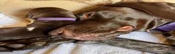 German Shorthaired Pointer dogs for sale: Beautiful GSP pups!Confident, lovingly socialised  - Advert 14