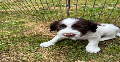 English Springer Spaniel dogs - Advert 13