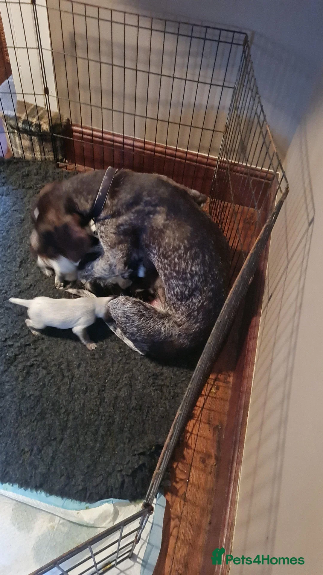 German Wirehaired Pointer dogs for sale: KC Registered GWP pups - Advert 6