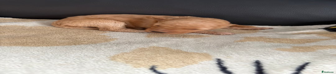 Poochon Puppy 5