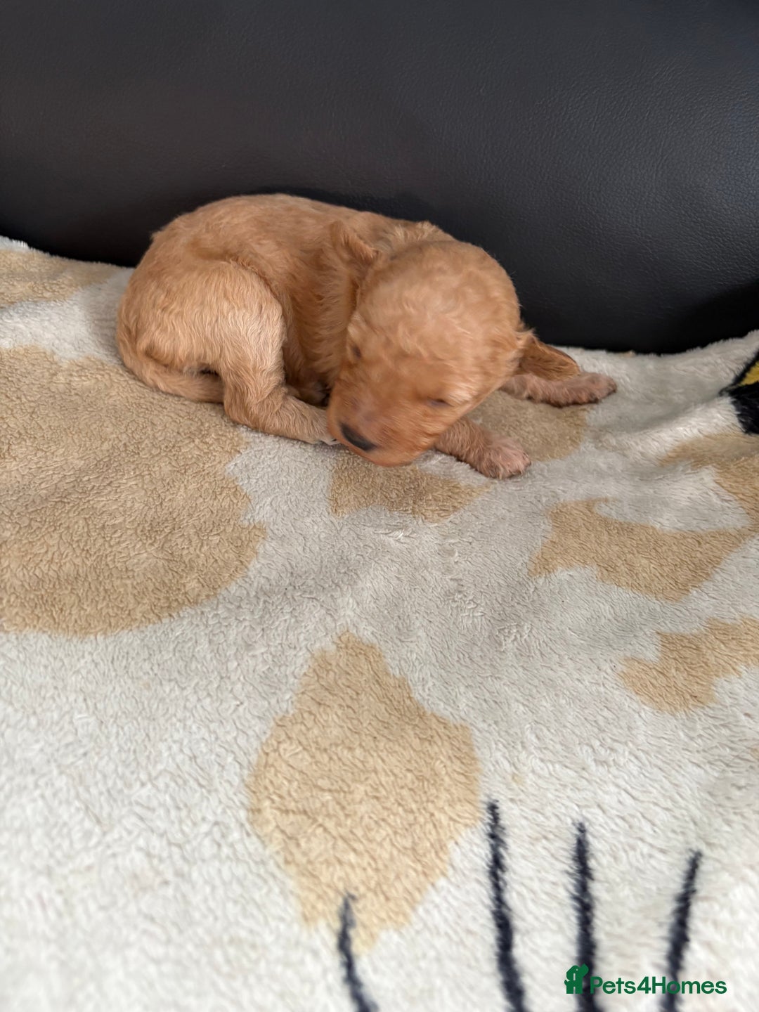 Poochon dogs for sale: Poochon puppies  - Image 8