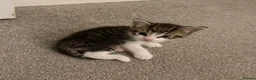 Mixed Breed cats for sale: 3 tabby female kittens - Advert 4