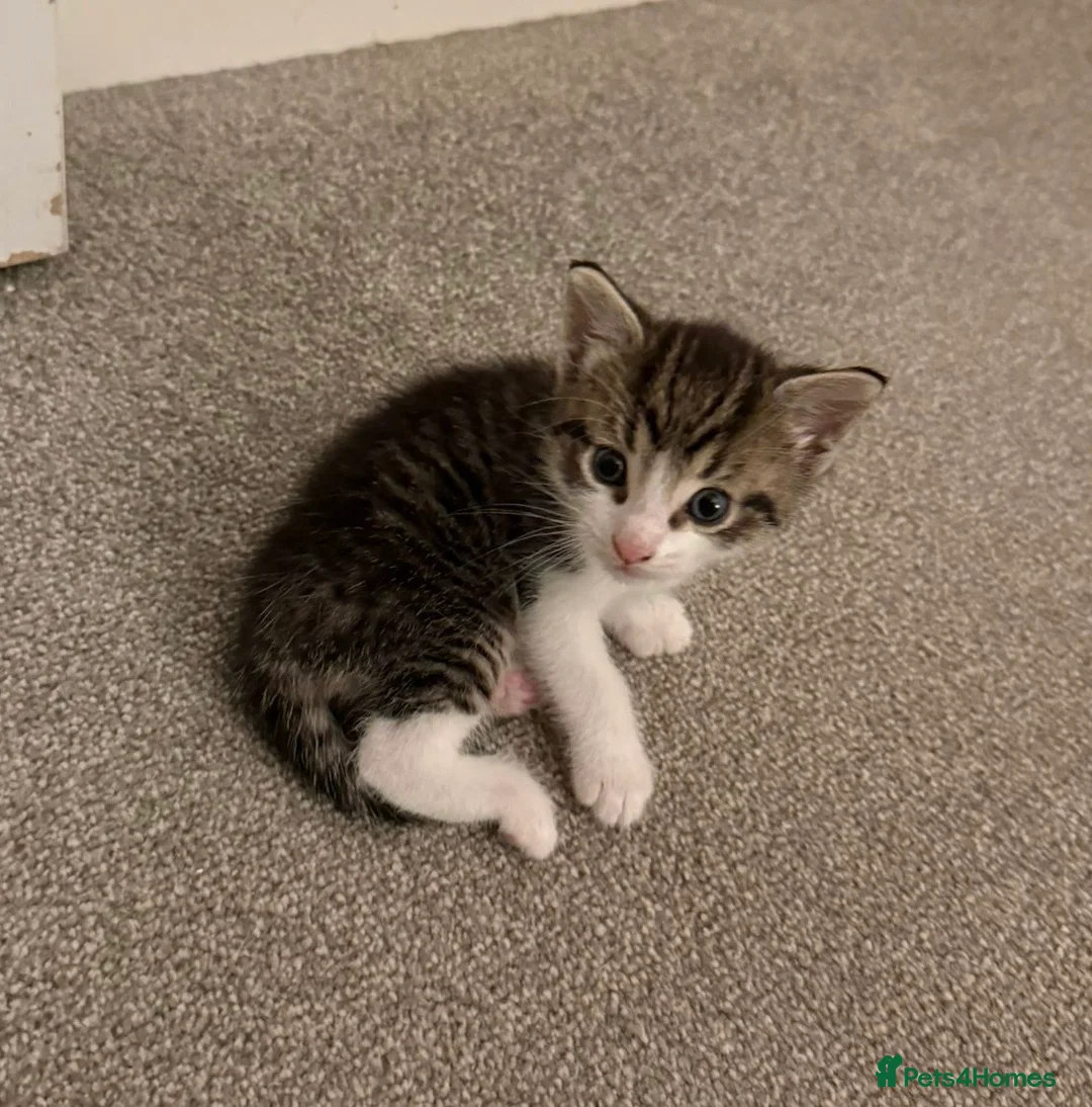 Mixed Breed cats for sale: 3 tabby female kittens - Advert 4