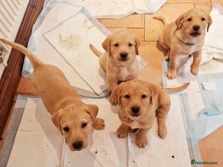 Labrador Retriever dogs health checked labrador retriever - Advert 14