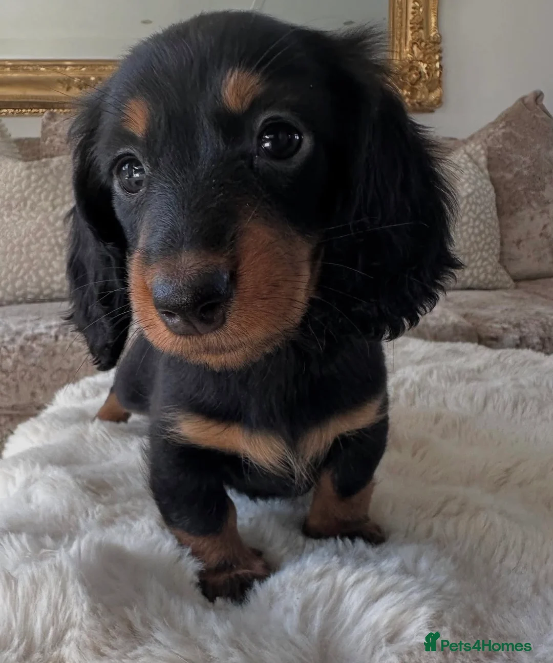Miniature Dachshund dogs for sale: ✨MINI LONG HAIRED DACHSHUNDS ✨KC ✨ - Advert 2