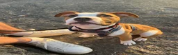 American Bulldog dogs for sale: American Bulldog male 6 month puppy in Tonypandy - Advert 11