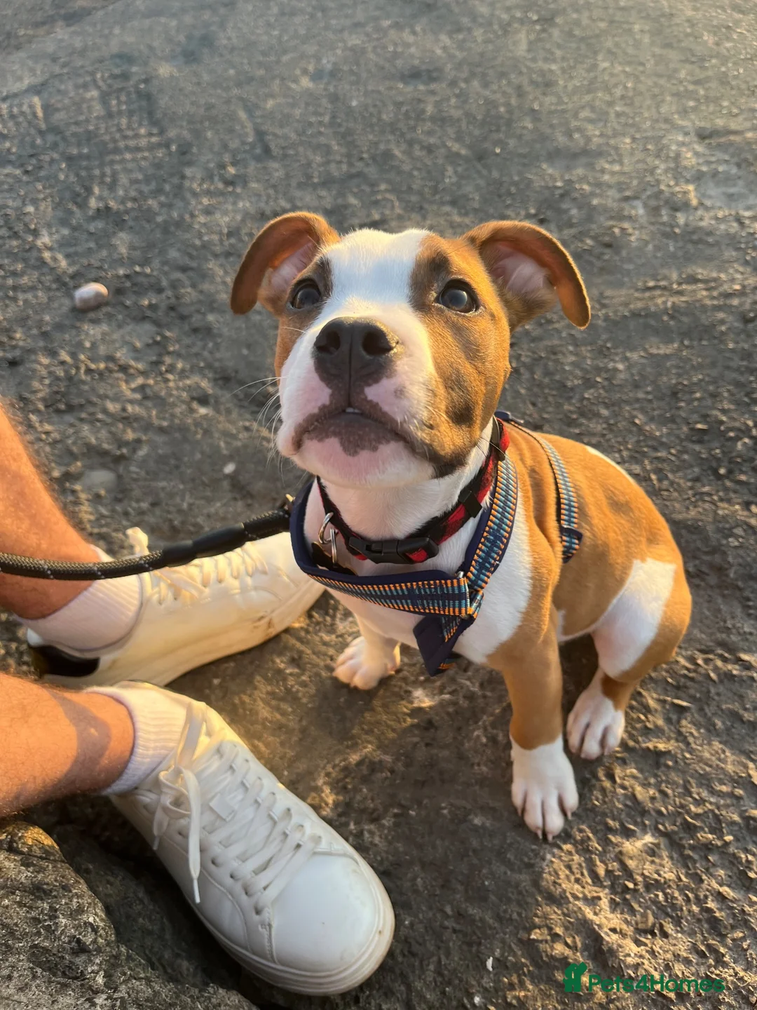 American Bulldog dogs for sale: American Bulldog male 6 month puppy in Tonypandy - Advert 11