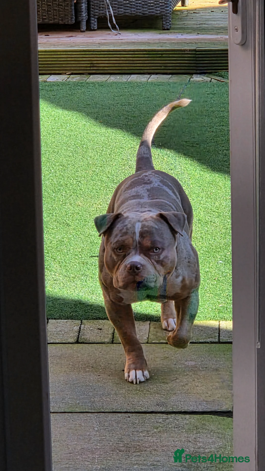 American Bully dogs for stud: American Standard Bully For Stud in Manchester - Advert 2