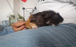 Guinea Pig rodents for sale: 2 Male Guinea Pigs - Have to go together  - Image 12
