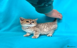 British Shorthair cats for sale: 🐾Purebred BSH kittens🐾 - Image 25