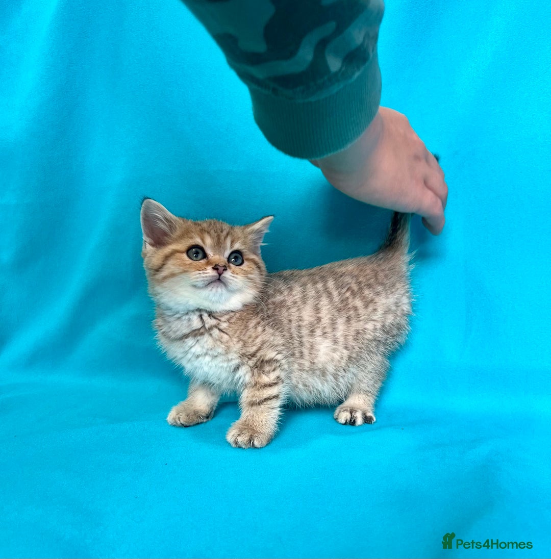 British Shorthair cats for sale: 🐾Purebred BSH kittens🐾 - Image 25