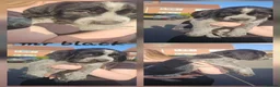 Mixed Breed dogs for sale: Mongrel pups - Advert 4