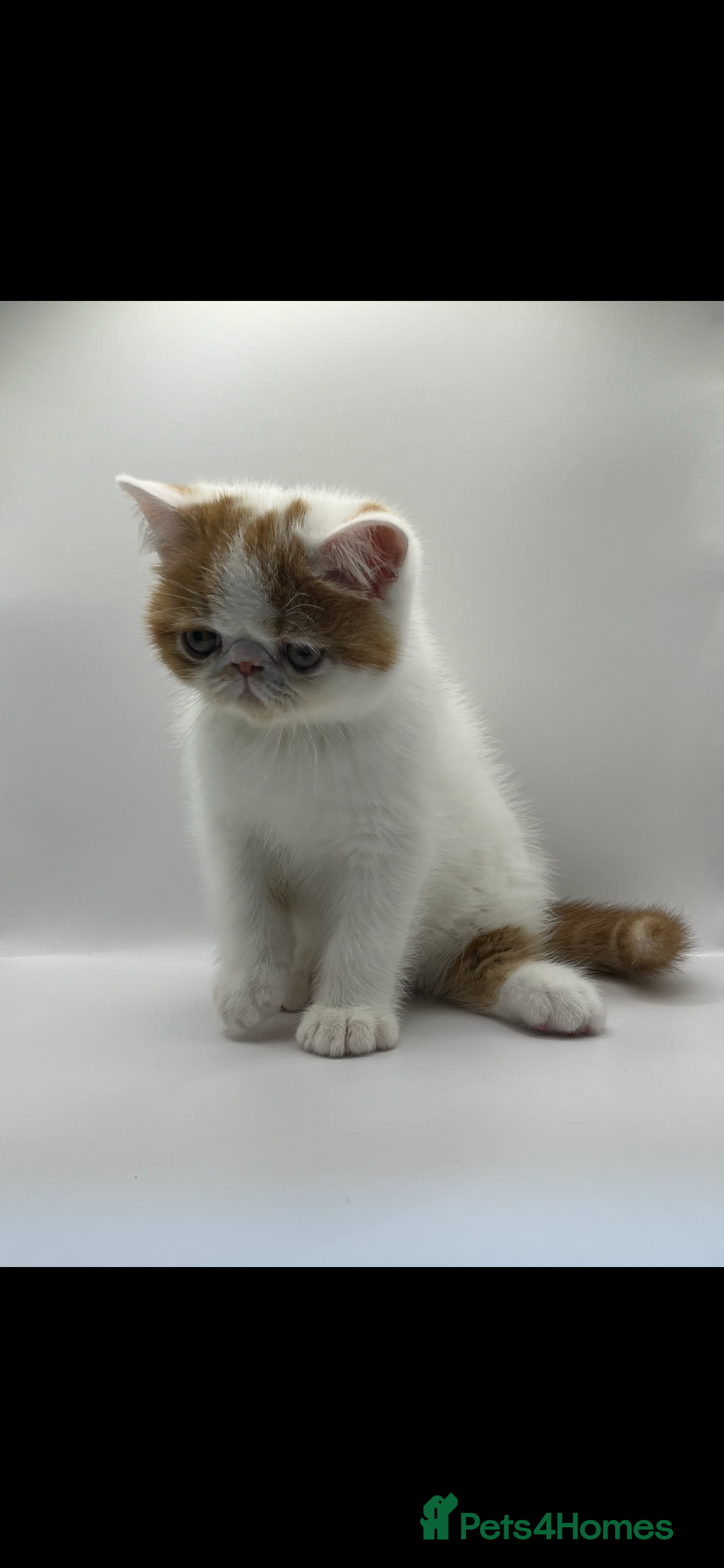 Exotic cats Exotic kittens  - Advert 7