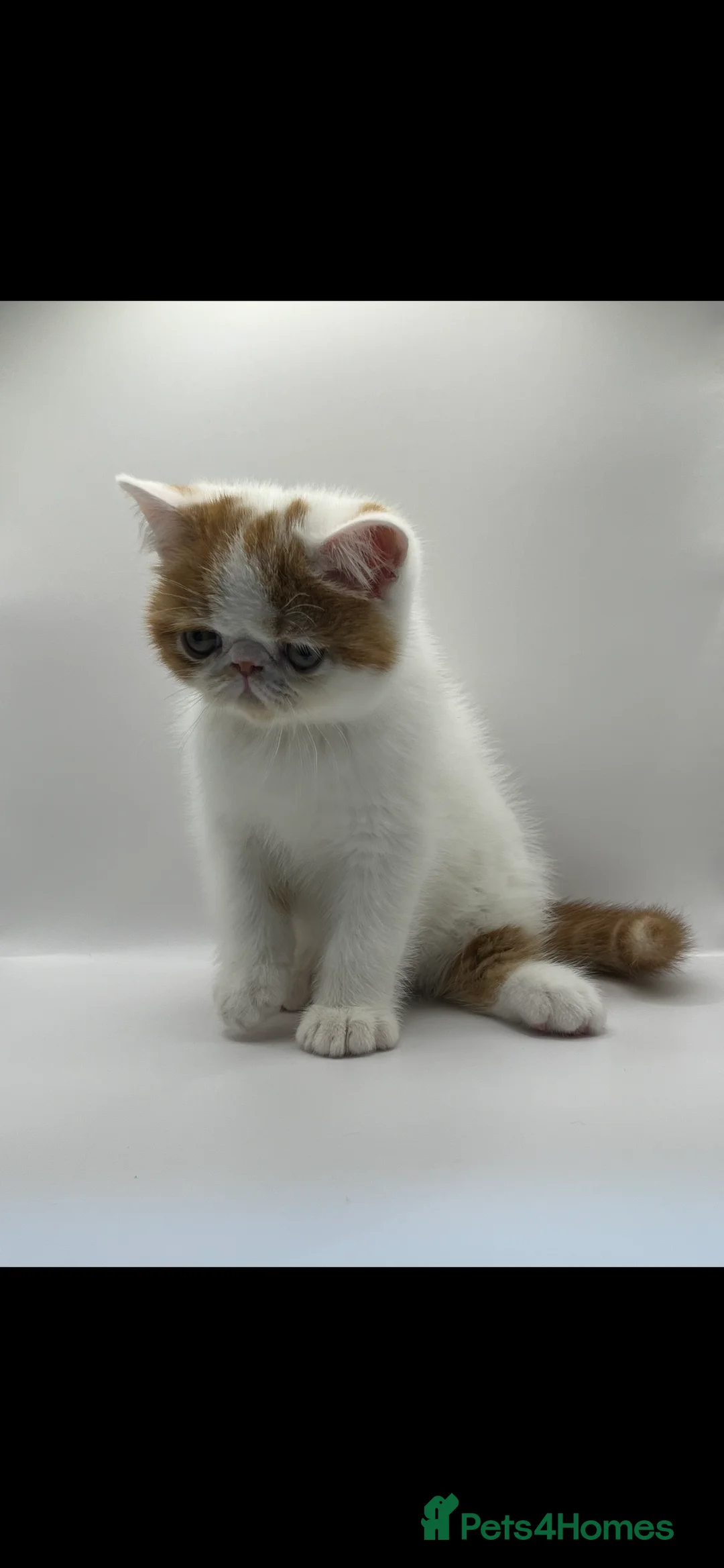 Exotic cats for sale: Exotic kittens  - Advert 1