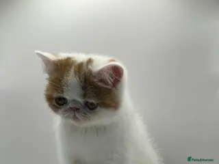 Exotic cats Exotic kittens - Advert 8