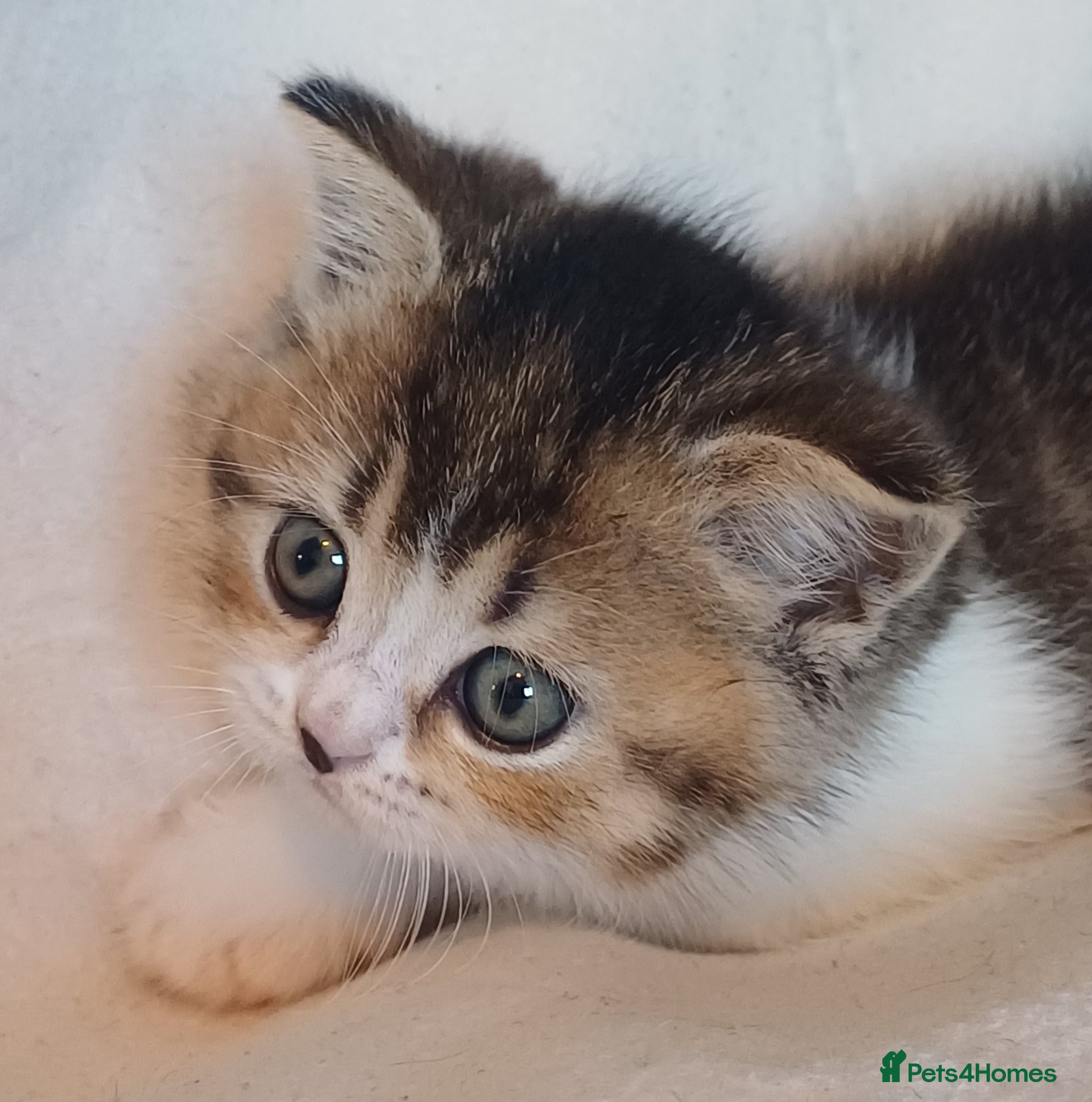 British Shorthair cats for sale: Gorgeous Brittish Shorthair 🐱 - Advert 19
