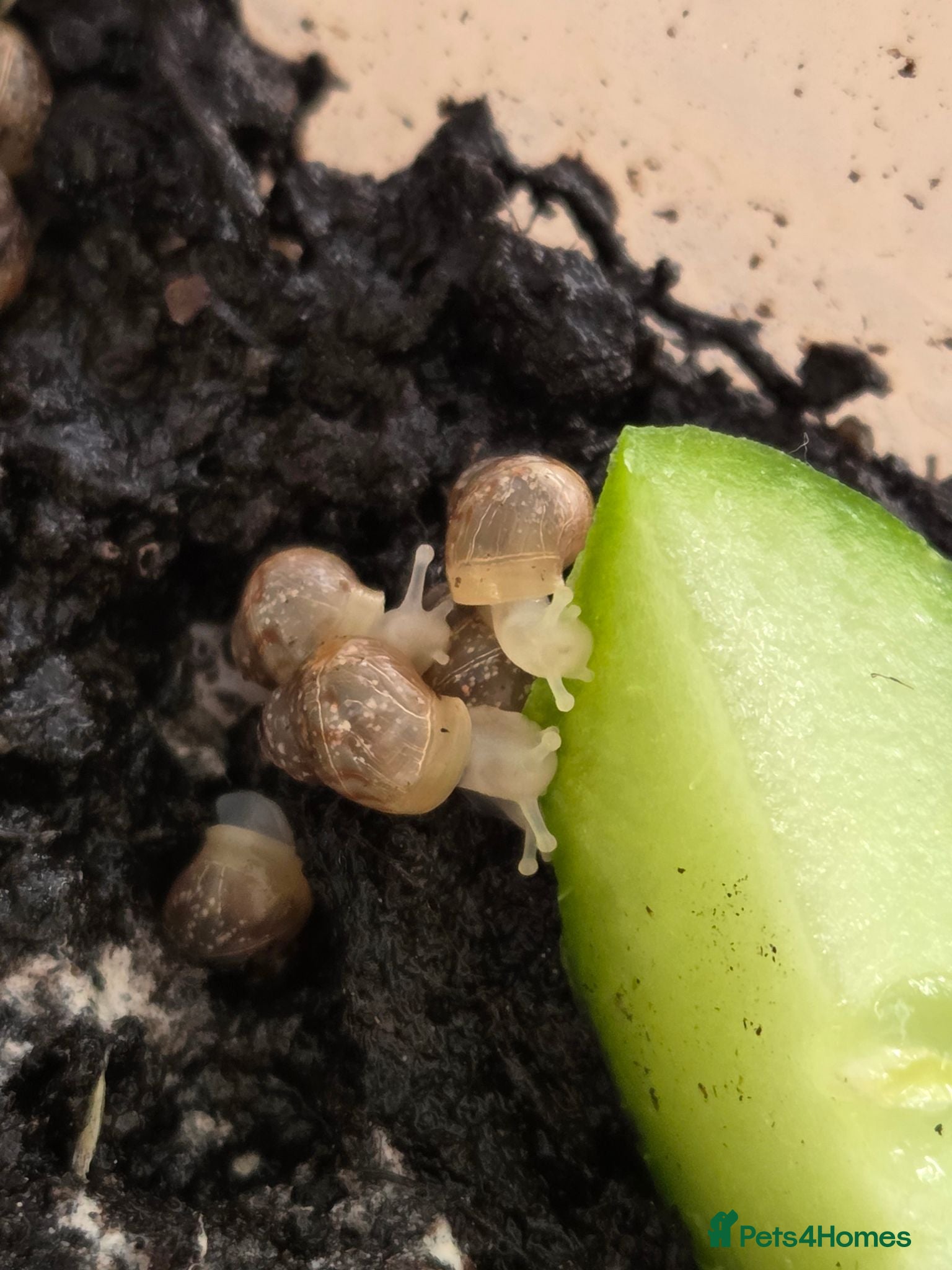 Snails invertebrates Baby Giant African Land Snails - Advert 1
