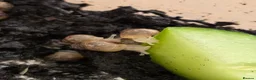 Snails invertebrates for sale: Baby Giant African Land Snails in Burnham-on-Crouch - Advert 1