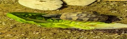 Hermann Tortoise reptiles for sale: Baby Hermann's tortoise hatchlings  in Amersham - Advert 2