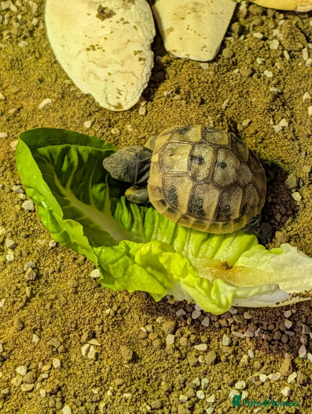 Hermann Tortoise reptiles for sale: Baby Hermann's tortoise hatchlings  in Amersham - Advert 2