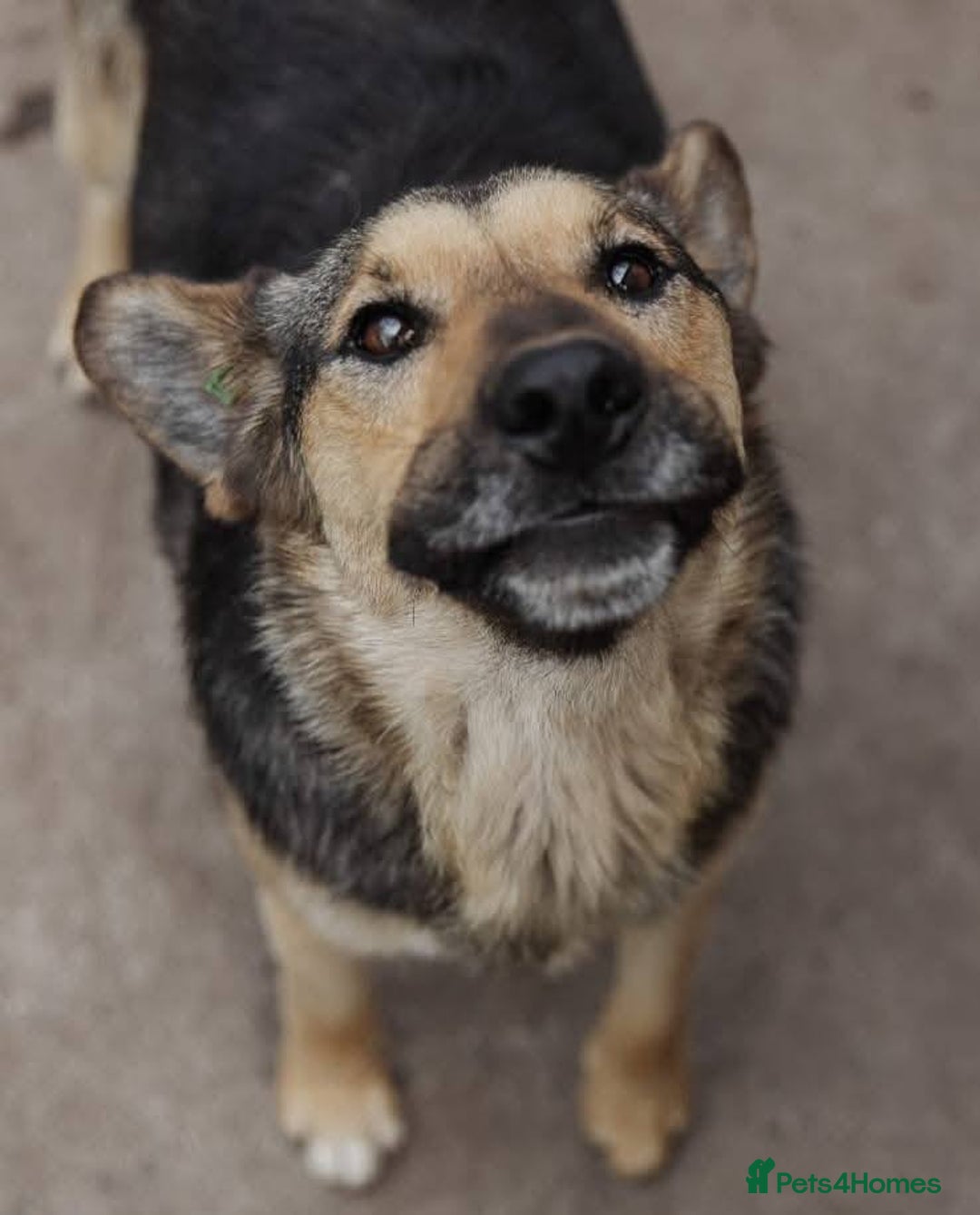 Mixed Breed dogs for adoption: URGENT: FOSTER or ADOPT:💙 BAKS – A Loyal Soul 💙 in Eastbourne - Image 1