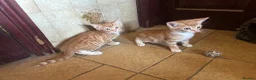 Mixed Breed cats for sale: Beautiful mixed breed kittens short haired  - Advert 6