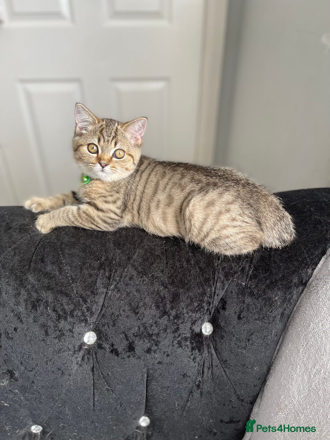 Scottish Fold cats for sale: Scotish Fold for Sale! Summer Holiday baby's! - Image 1