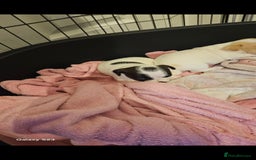 Jack Russell dogs for sale: 2 beautiful jack russel puppies  - Image 5