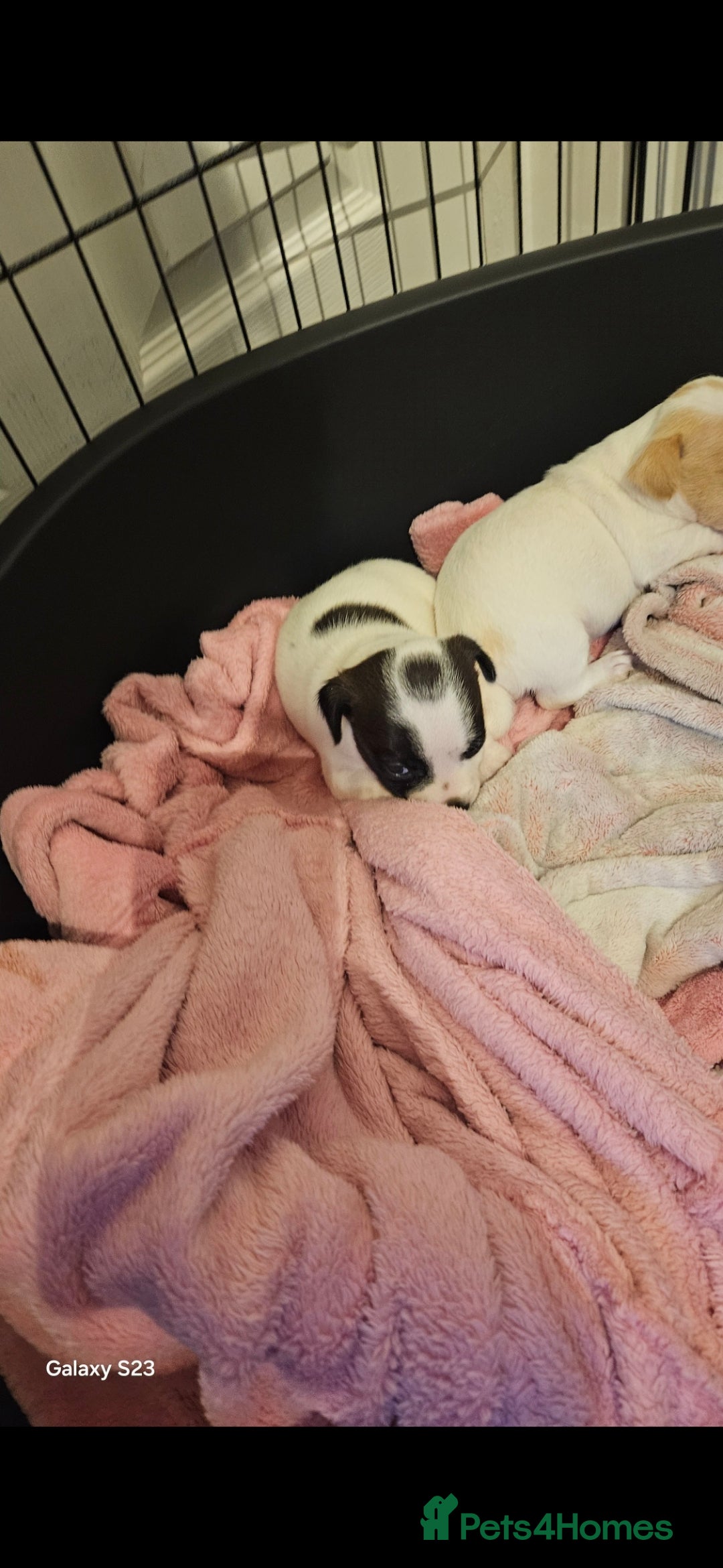 Jack Russell dogs for sale: 2 beautiful jack russel puppies  - Image 5