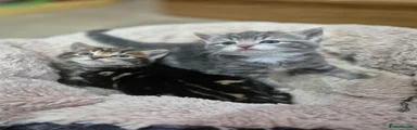 Grey boy