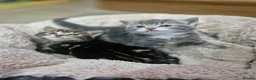 Mixed Breed cats for sale: DARK BROWN TABBY FEMALE LEFT - Advert 5