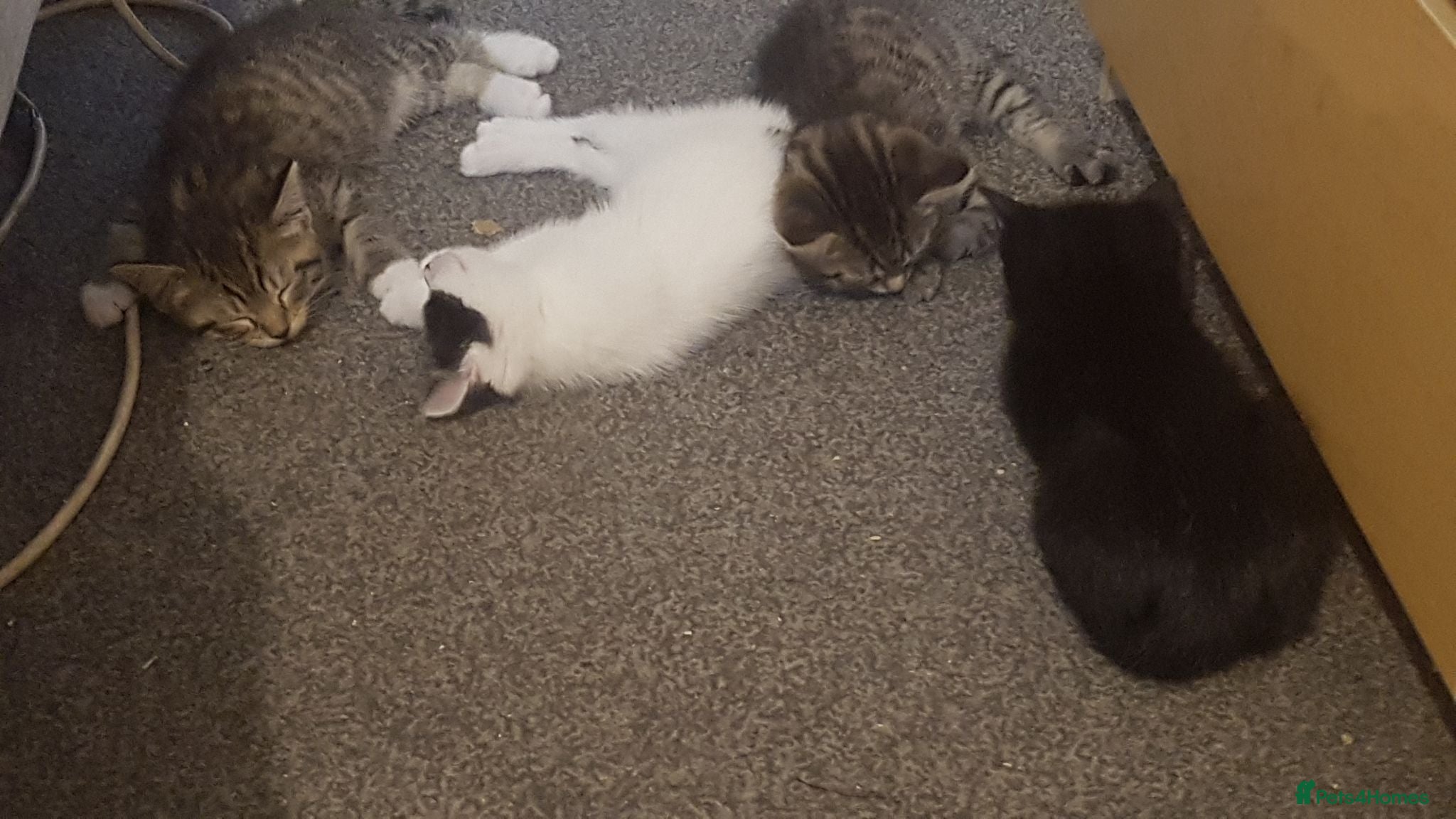 Domestic Shorthair cats Domestic house kittens  - Advert 1