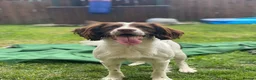 English Springer Spaniel dogs for stud: available stud (proven) in Darlington - Advert 11