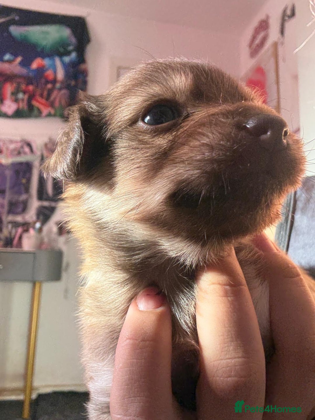 Mixed Breed dogs for sale: chihuahua mixed breed - Advert 25
