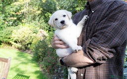 Labrador Retriever dogs for sale: KC Registered Chunky Show Type Puppies. - Image 4
