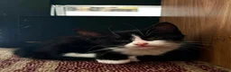 Mixed Breed cats for sale: Kittens for sale in Saxmundham - Advert 5