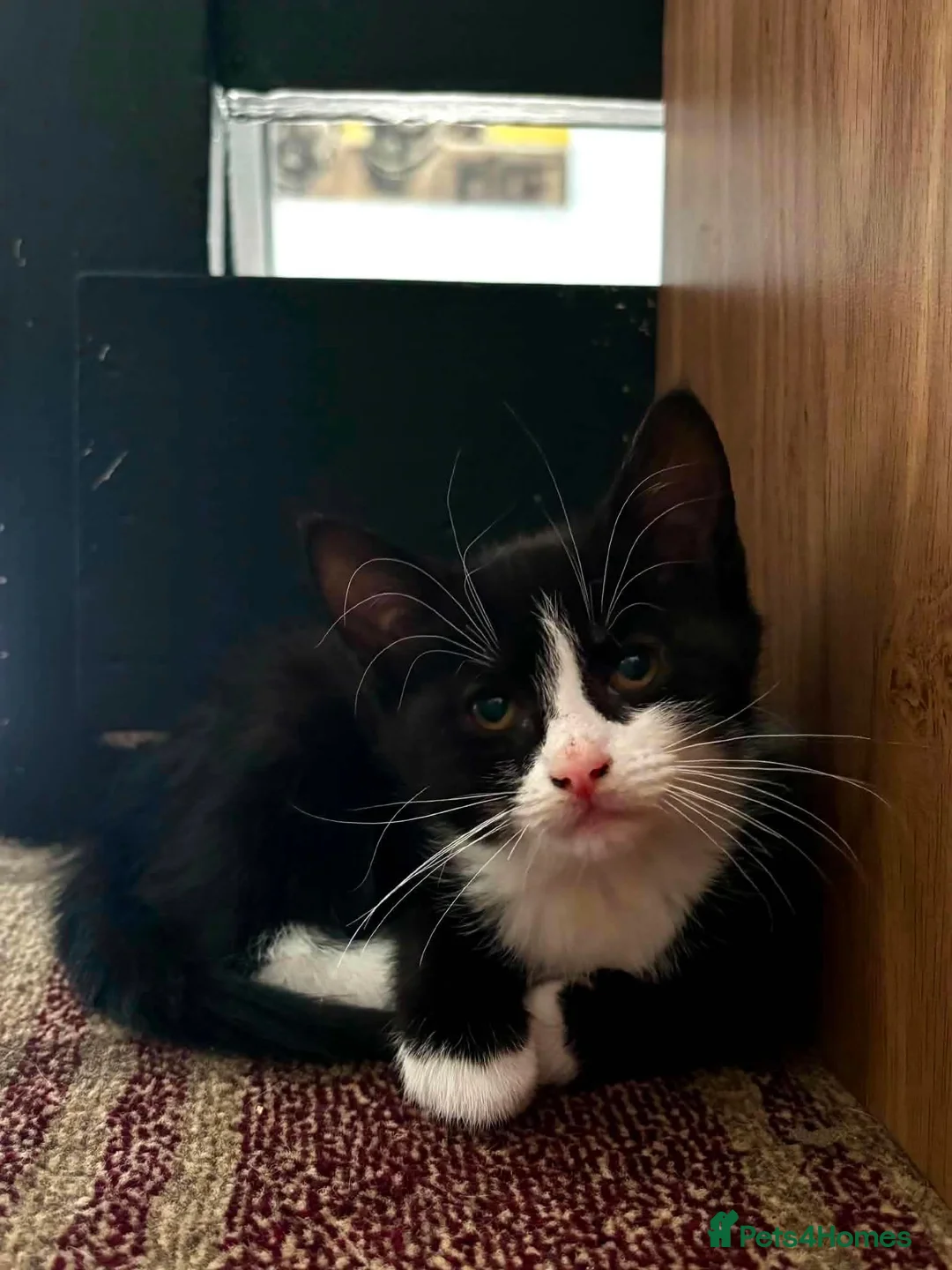 Mixed Breed cats for sale: Kittens for sale in Saxmundham - Advert 5