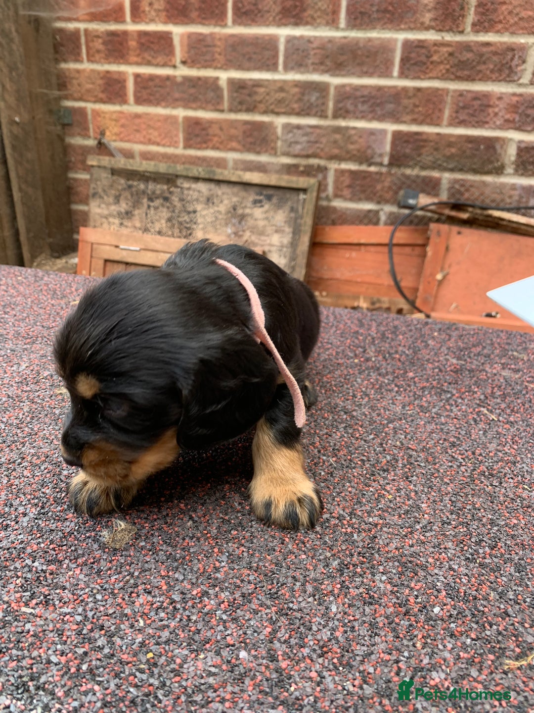 Cocker Spaniel dogs for sale: cocker spaniel pups ready for reserve - Image 16