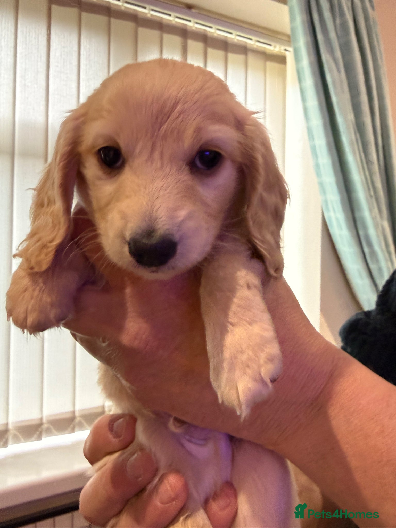 Dachshund dogs Stunning Miniature Dachshund Puppies family raised - Advert 1