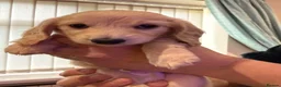 Dachshund dogs for sale: One Puppy now available. Due to sad circumstances. - Advert 7