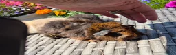 Guinea Pig rodents for sale: Beautiful Baby Guinea Pigs Funky Teddy Alpaca X - Advert 3
