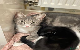 Mixed Breed cats for sale: Black and white kittens READY NOW - Image 3