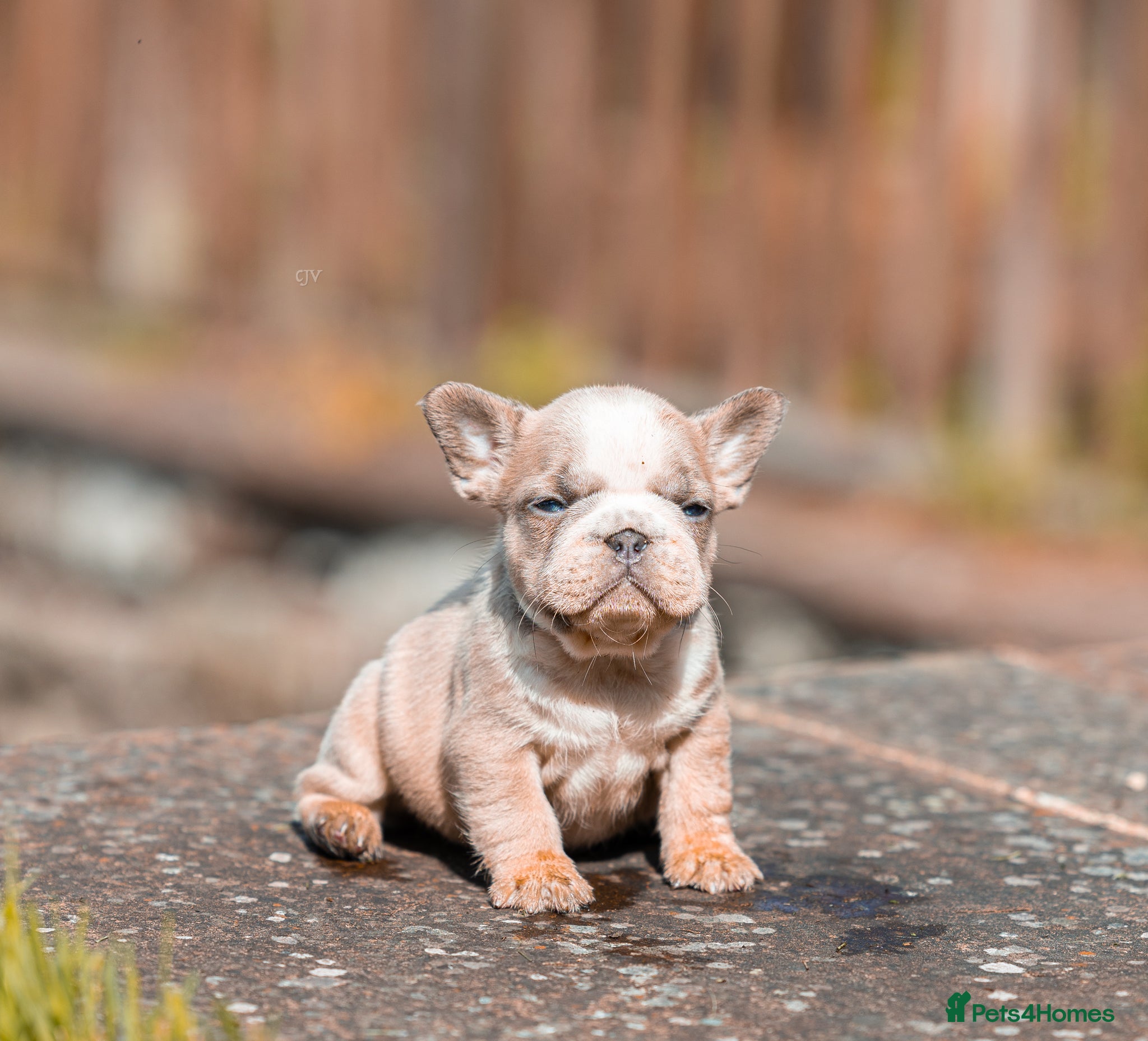 French Bulldog dogs French bulldog puppies floodle, wirehair & fluffy - Advert 6
