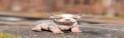 French Bulldog dogs for sale: French bulldog puppies please read description  in Cinderford - Advert 1