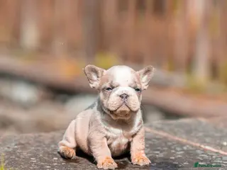 French Bulldog dogs French bulldog puppies floodle, wirehair & fluffy - Advert 1