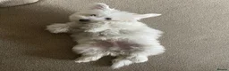 Coton De Tulear dogs for stud: Roger the dodger, available at studs.  - Advert 8