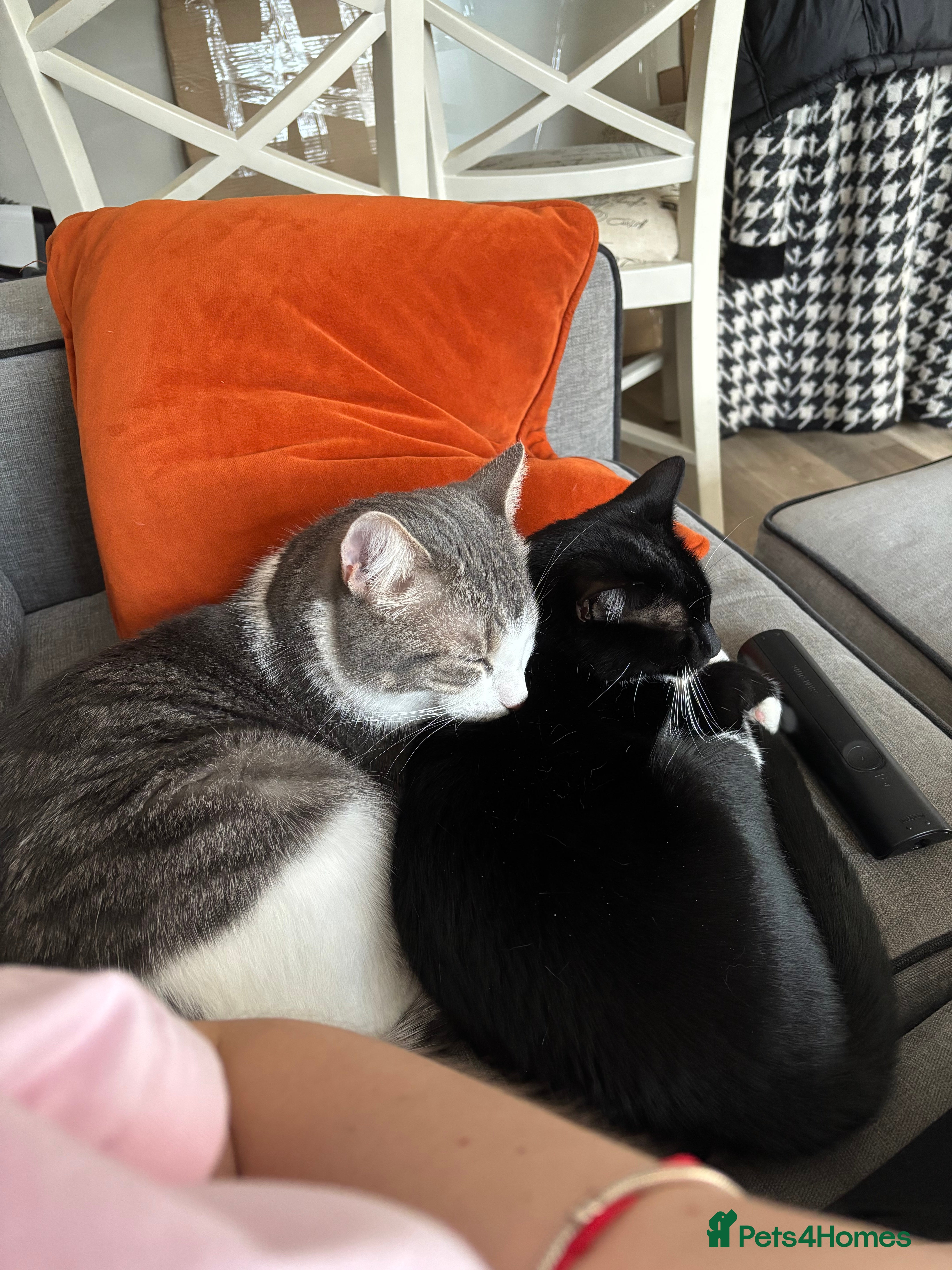 Mixed Breed cats Two lovely cats are looking for a new family  - Advert 9